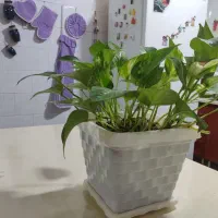 چند عدد گل|گل و گیاه طبیعی|کرمانشاه, |دیوار