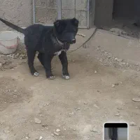 سگ قدرجونی|سگ|ری, صالح‌آباد شرقی|دیوار