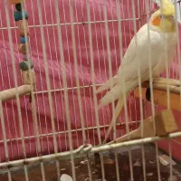 عروس هلندی|پرنده|مشهد, شهرک ابوذر|دیوار