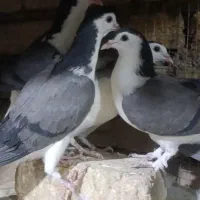 کبوتر دمگیر
