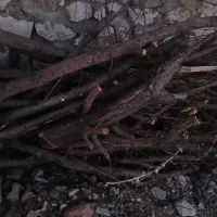 فروش چوب درخت میوه|گل و گیاه طبیعی|هرسین, |دیوار