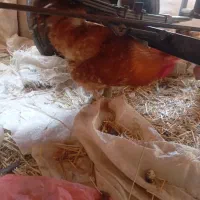 خروس پاپر نژاد برهما چاق سنگین وزن|حیوانات مزرعه|محمدیه-قزوین, |دیوار