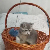 واگذاری بچه گربه بریتیش با تجهیزات کامل|گربه|لنگرود, |دیوار