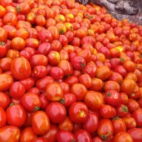 گوجه دمن سر مزرعه