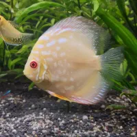 ماهی|ماهی|نقده, |دیوار