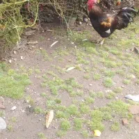 یک عدد خروس زیبا محلی اصل