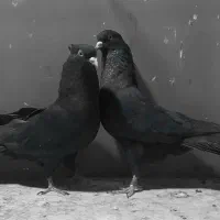 خروس دوجفت پرشی