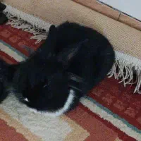 دوتاخرگوش شبیه هم خوشگل تمیز نروماده