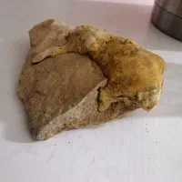 فسیل|کلکسیون اشیاء عتیقه|صدرا-فارس, باغشهر گلبهار صدرا|دیوار