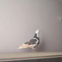 کفتر دوکت، شازده|پرنده|اصفهان, شیخ اشراق|دیوار