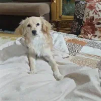 واگزاری سه عدد سگ پاپی|سگ|اصفهان, کوی امیریه|دیوار