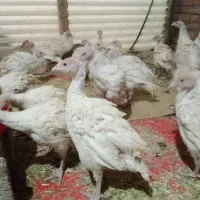 فروش جوجه بوقلمون سفید بیوتیک و30عدد خروس دو ساله