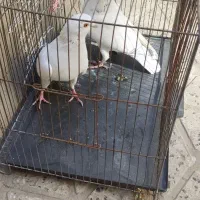 پلاکی|پرنده|ملایر, |دیوار