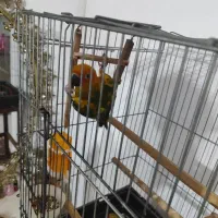 طوطی خورشیدی|پرنده|پیشوا, |دیوار