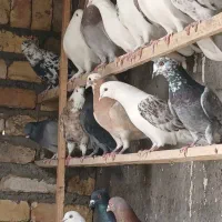 کفتر  نر ماده  دورگ   محلقی پرشی  یکجا یکجا ۱۵جفت