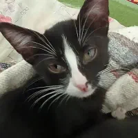 رایگان به خانواده حیوان دوست بشرط واکسن زدن|گربه|مراغه, |دیوار