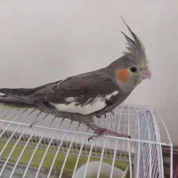 جوجه عروس هلندی
