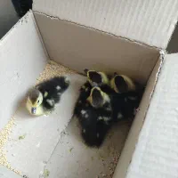 جوجه اردک خارجی