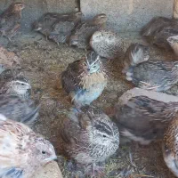 بلدرچین ،بوقلمون، اردک، جوجه مرغ و خروس 70 روزه|حیوانات مزرعه|اصفهان, شیخ اشراق|دیوار