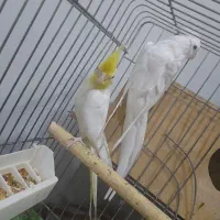 جفت نرو ماده هلندی