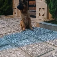 ژرمن شیپرد دوساله جنسیت ماده|سگ|عباسآباد, |دیوار