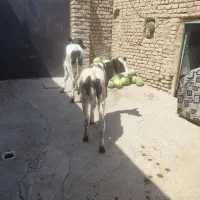 گوساله نر و ماده