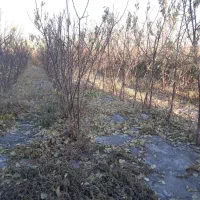 نهالستان مهر