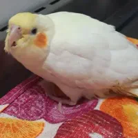 عروس هلندی لوتینو