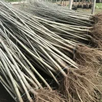 نهال سپیدار سریع‌الرشد برای فضای سبز و زراعت چوب|گل و گیاه طبیعی|صحنه, |دیوار