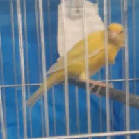 قناری|پرنده|مرند, |دیوار