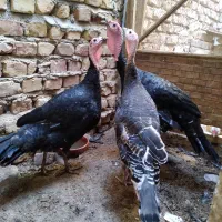 بقلمون|حیوانات مزرعه|زابل, |دیوار