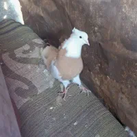 ماده پرتقالی بدون خال غلط طوق کامل و واشری|پرنده|آبدانان, |دیوار