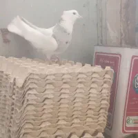 کبوترپرشی|پرنده|قم, ولیعصر|دیوار