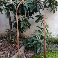 آینه قدی چوبی|آینه|رشت, سعدی (تختی)|دیوار