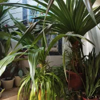 گل شاداب و سرحال