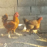 خروس دیلگونی|حیوانات مزرعه|چرام, |دیوار