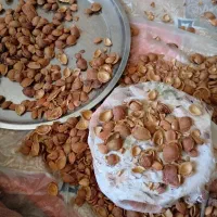 سلام شکستن دونه زردآلو بادام وگردو پذیرفته می‌شود