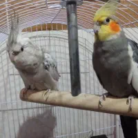 عروس هلندی|پرنده|مشهد, سجادیه|دیوار