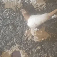 جوجه کفتر|پرنده|مشهد, پنجتن|دیوار
