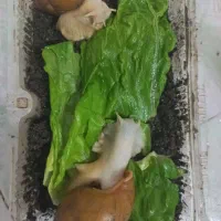 حلزون پرورشی