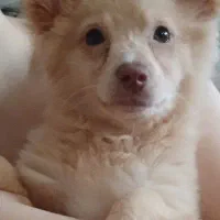 سگ بازیگوش و باحال