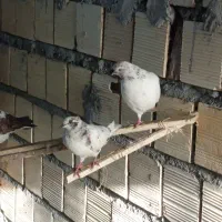 کبوتر پرشی تهرونی وکاشونی پرش سنگین