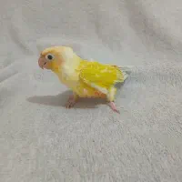 گرینچیک گیرینچیک سانچیک|پرنده|ماهدشت, |دیوار