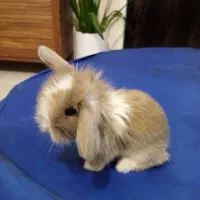 بچه خرگوش لوپ بامزه