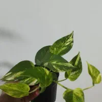 پتوس برگ پهن|گل و گیاه طبیعی|پرند, فاز ۶|دیوار