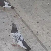 کفتر پرشی 2عددپاکستانی 2عددشازده 1عدوکت بوشهری