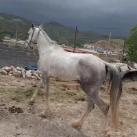 اسب|اسب و تجهیزات اسب‌سواری|درگز, |دیوار