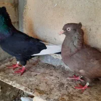 قارا سیاه و قارا سرکه ای نر ماده