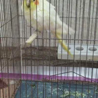 عروس هلندی اهلی دستی