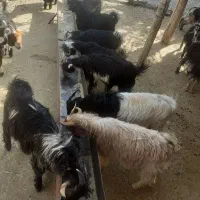 چهارده بیگ‌ نرودماده